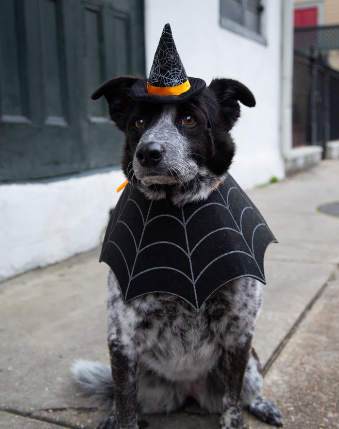 Witch Hat And Collar Set Costume