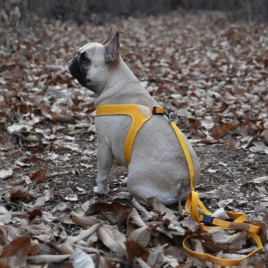 Buckle Up Easy Harness - Yellow