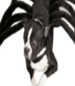 Spider Dog Costume
