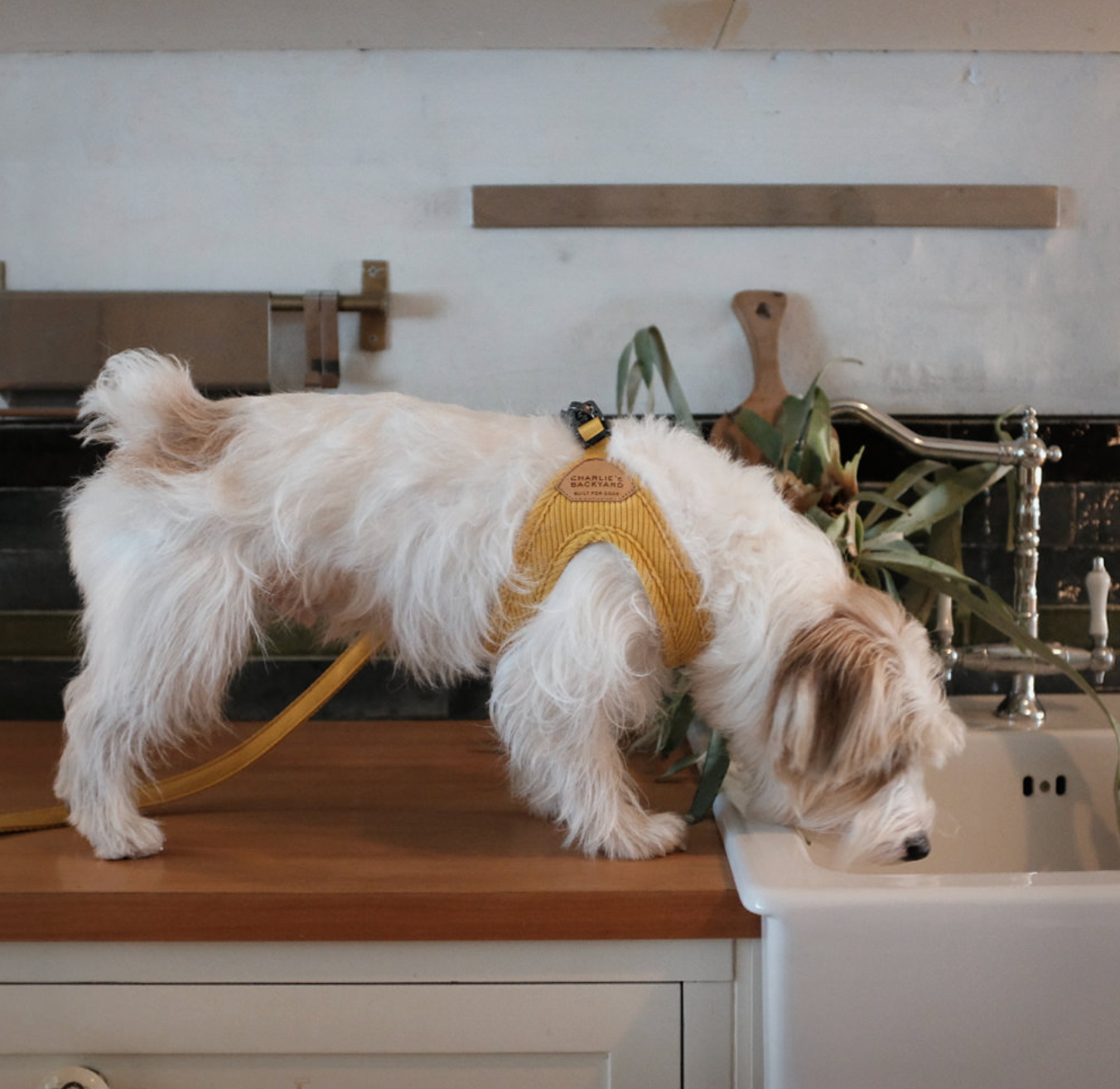 Roy Buckle Up Easy Harness - Butter