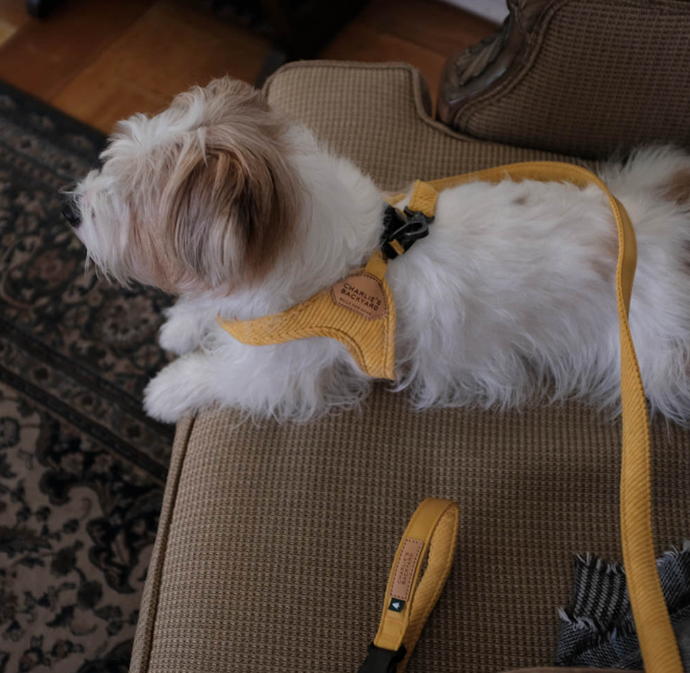 Roy Buckle Up Easy Harness - Butter