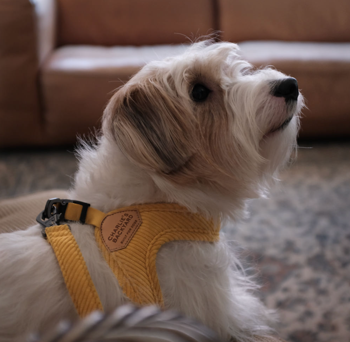 Roy Buckle Up Easy Harness - Butter