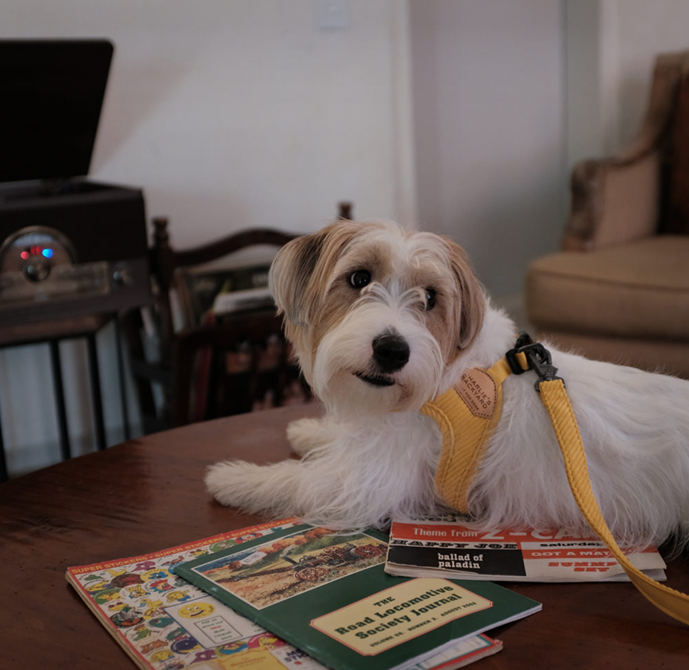 Roy Buckle Up Easy Harness - Butter