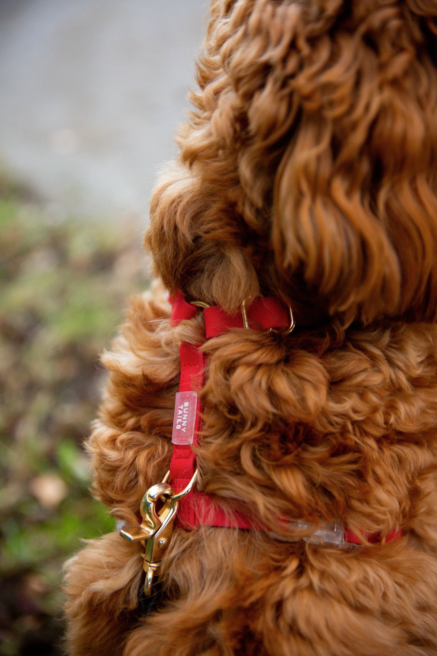 Cherry Red Cloud Lite Dog Harness