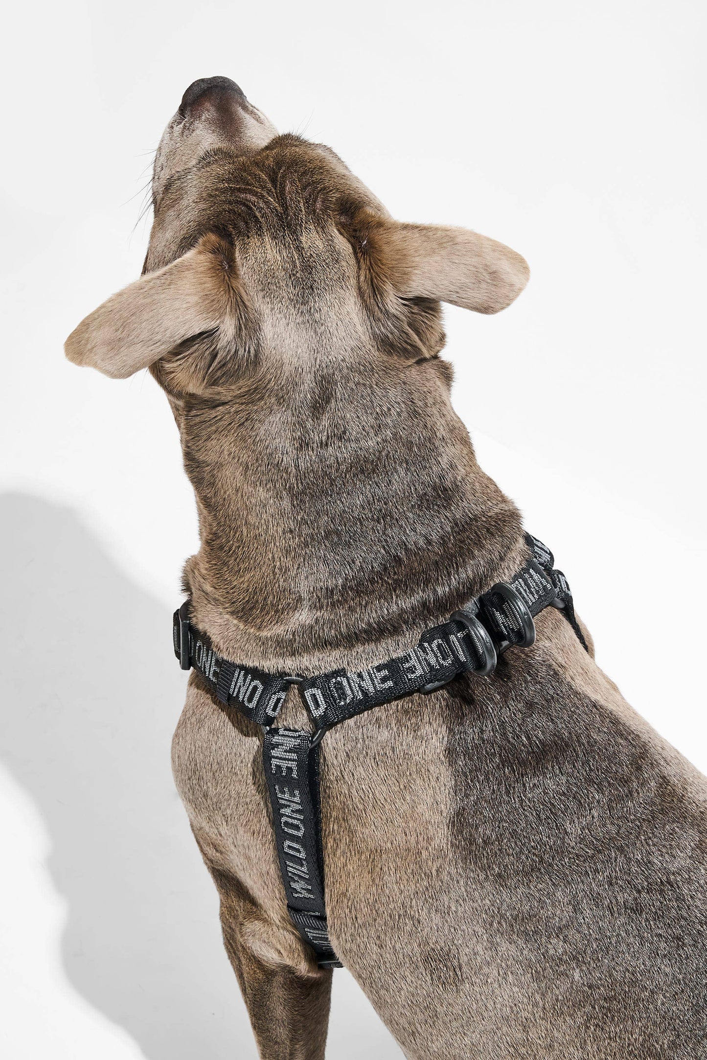Step-In Harness