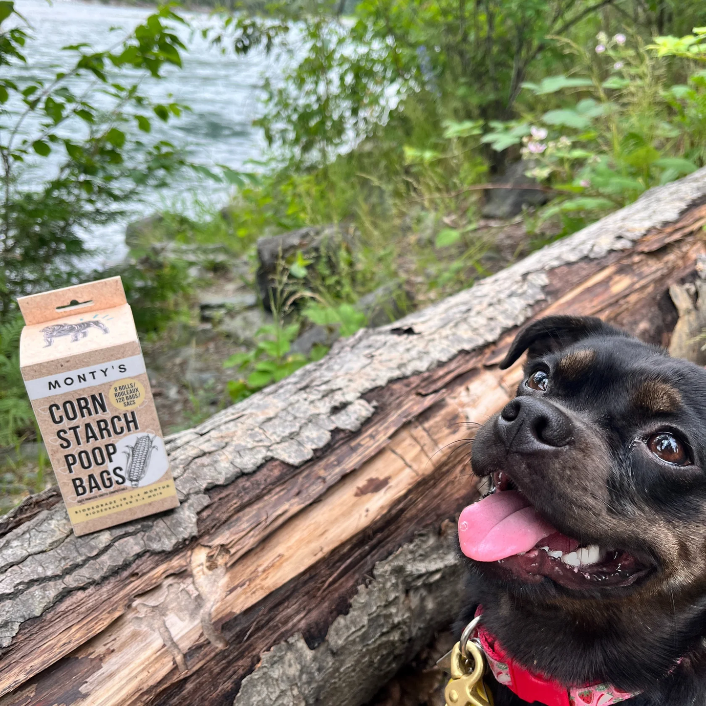 Compostable Cornstarch Poop Bags - 120 Bags (8 Roll Box)