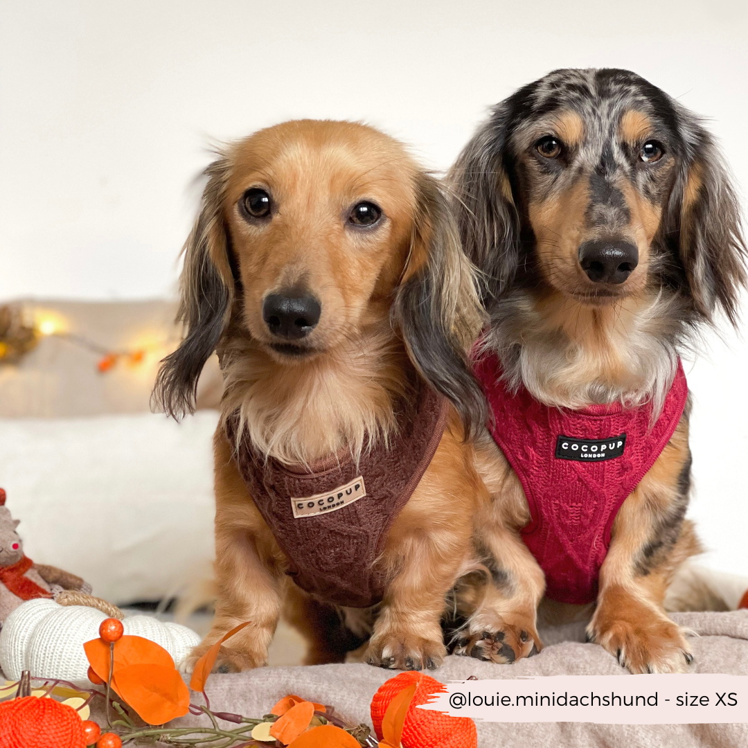 Cable Knit Jumper Adjustable Neck HARNESS - Mulled Pup Wine