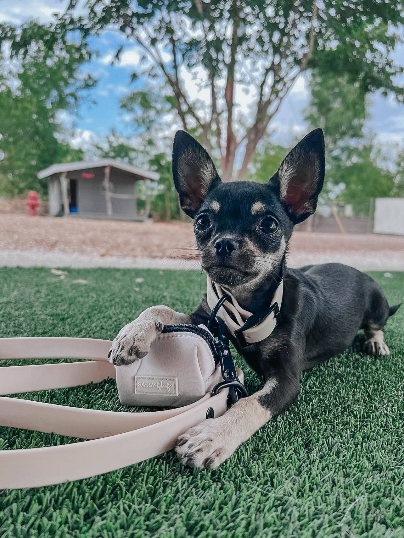 Waterproof Dog Leash - Beige