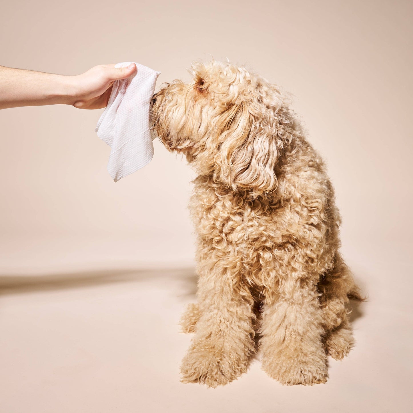 So Fresh, So Clean Probiotic Dog Wipes