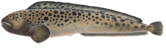 Icelandic+ Wolffish Stick & Pieces Fish Skin Chew Dog Treat