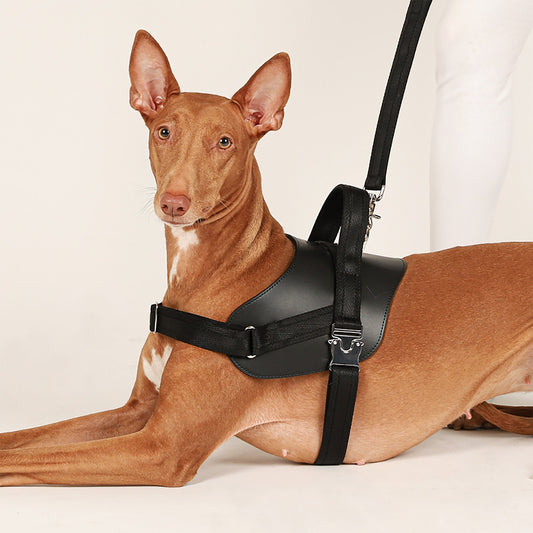 Saddle Hands-free Leash : Black