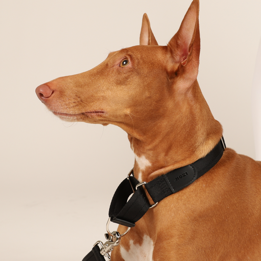 Martingale Collar - Black