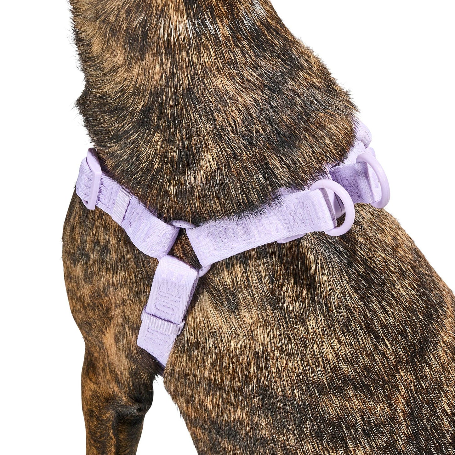 Step-In Harness