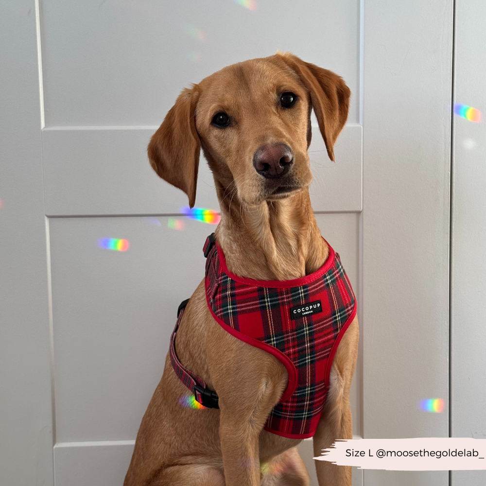 Tartan Adjustable Neck HARNESS