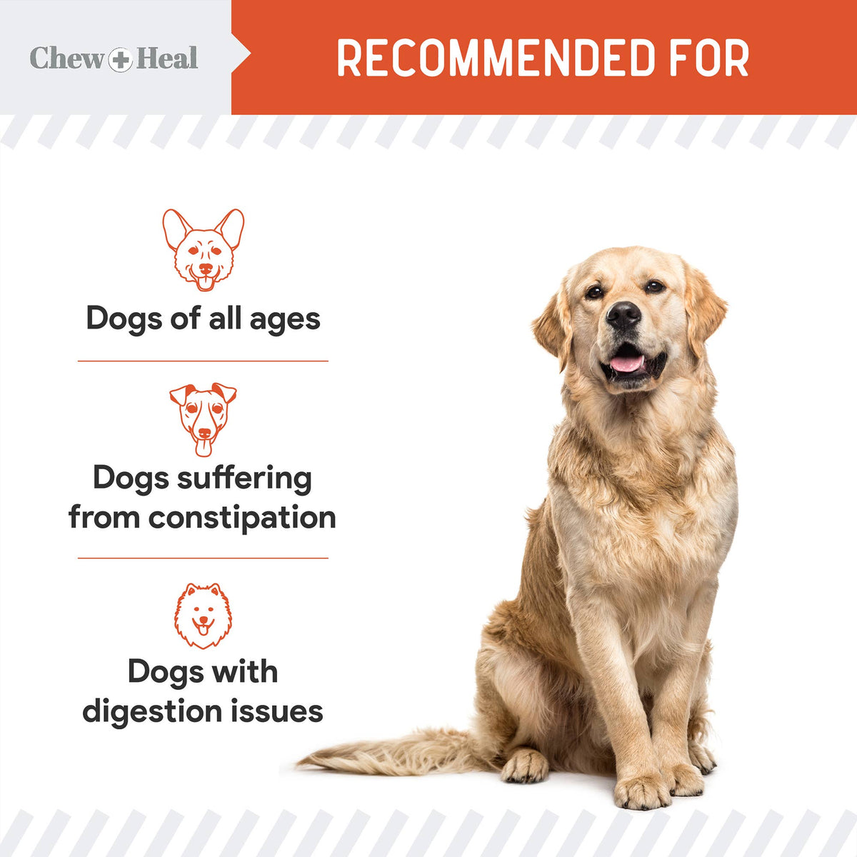 Organic Pumpkin Powder Blend, Digestive Defense for Dogs