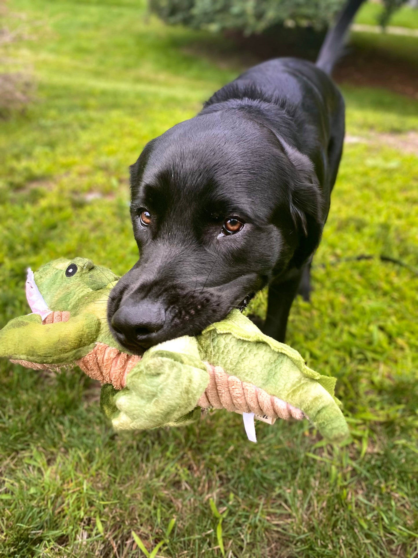 Tall Tails Crunch Plush Gator Dog Toy - 15"