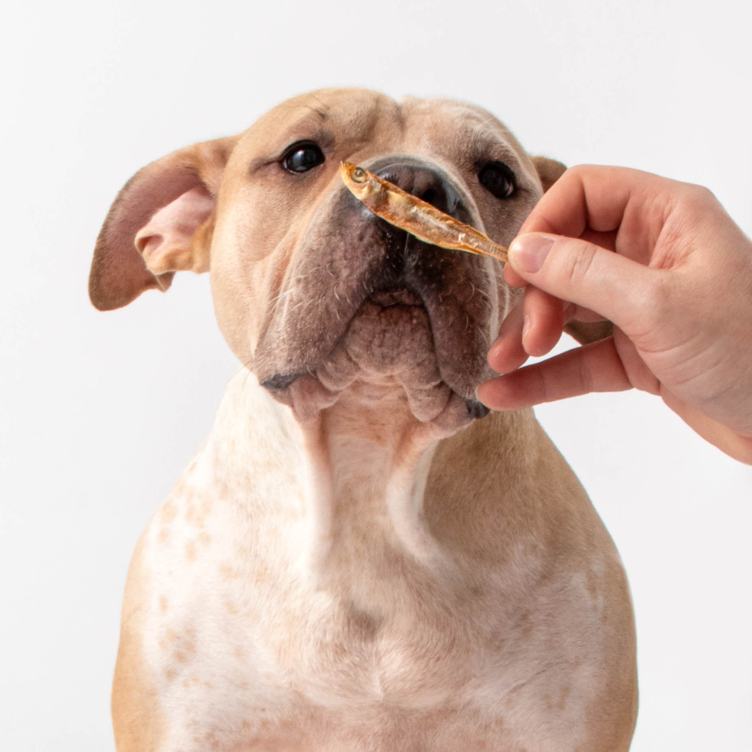 Silverside - 2.5oz - Dog & Cat Treats