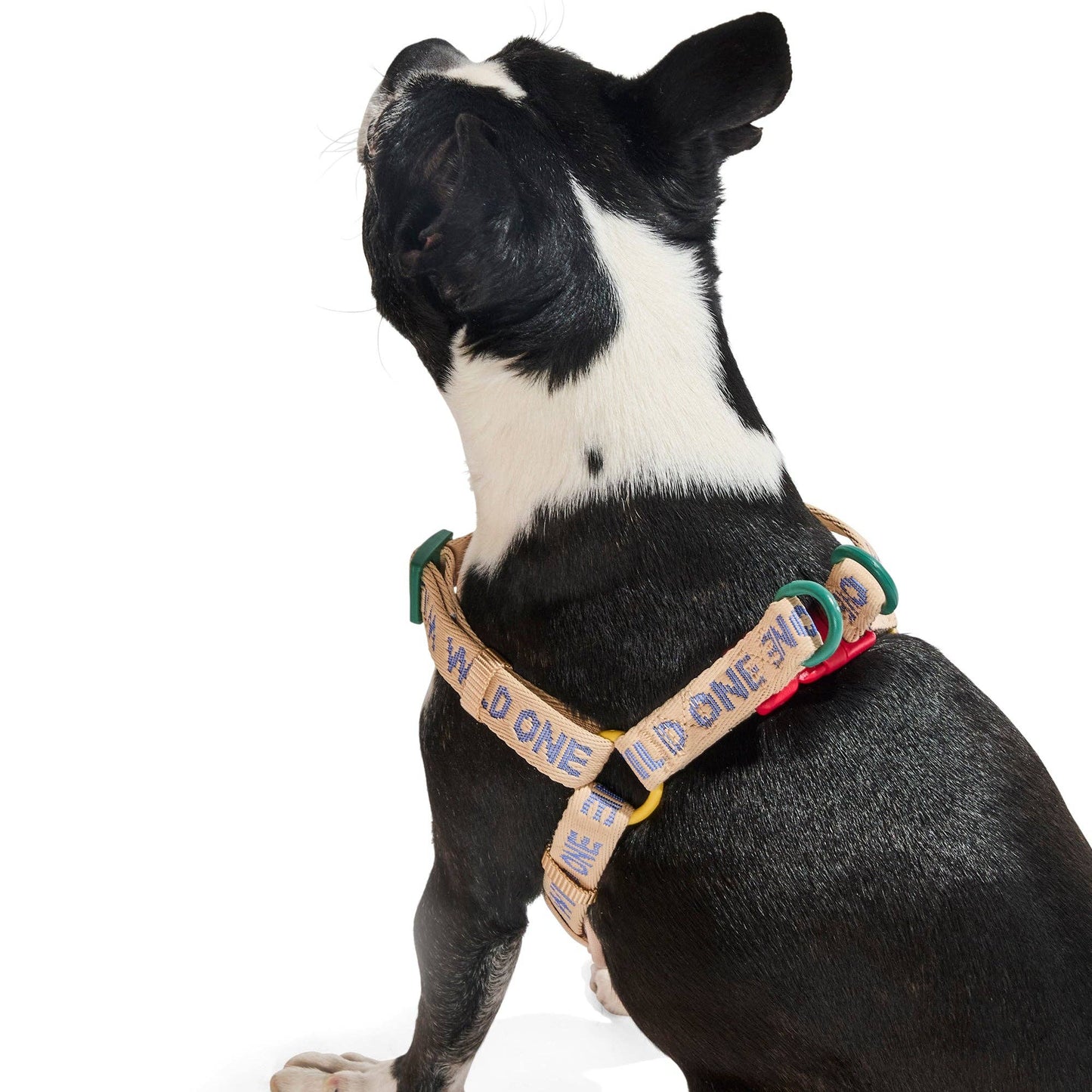 Step-In Harness