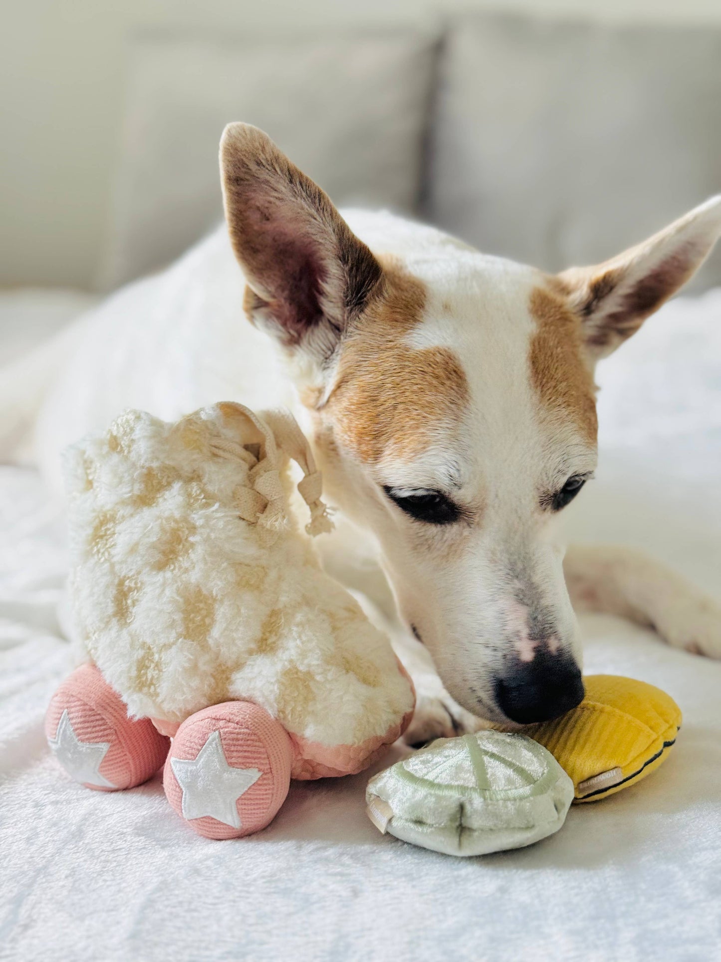Roller Skate //ENRICHMENT DOG TOY