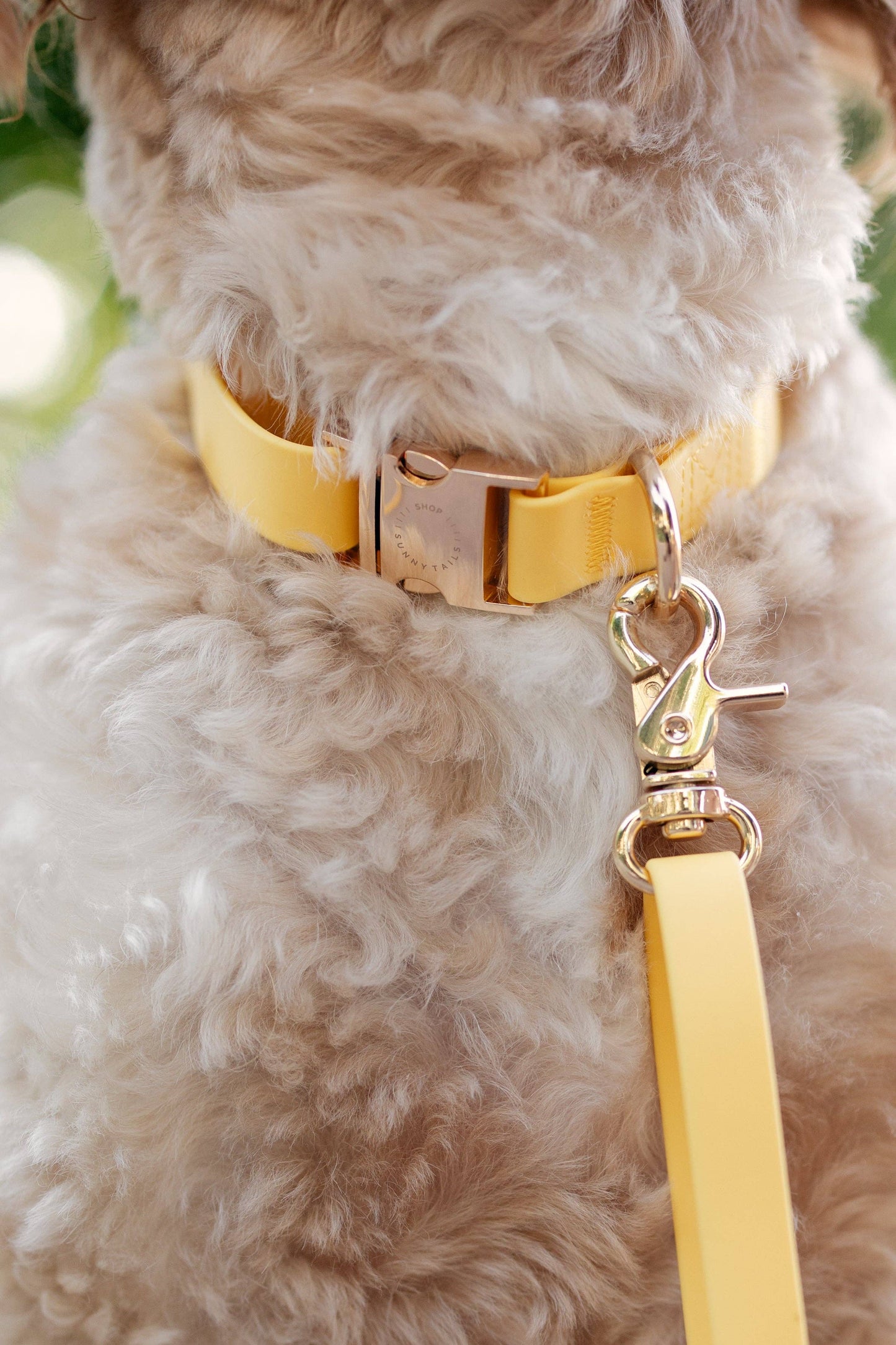 Dandelion Yellow Waterproof Dog Collar