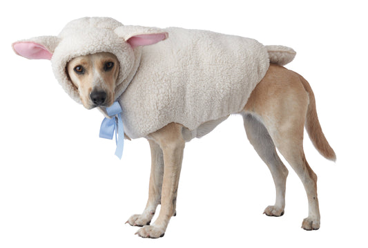 Sheep Dog