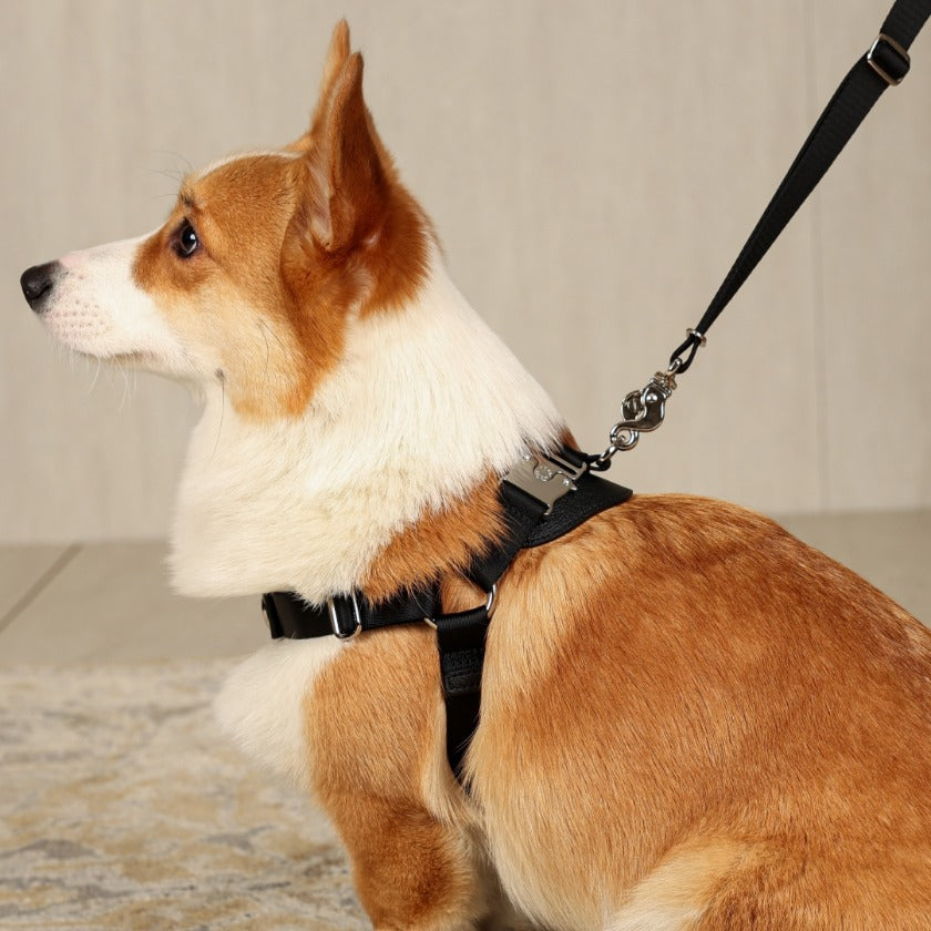 Horsebit Harness : Black