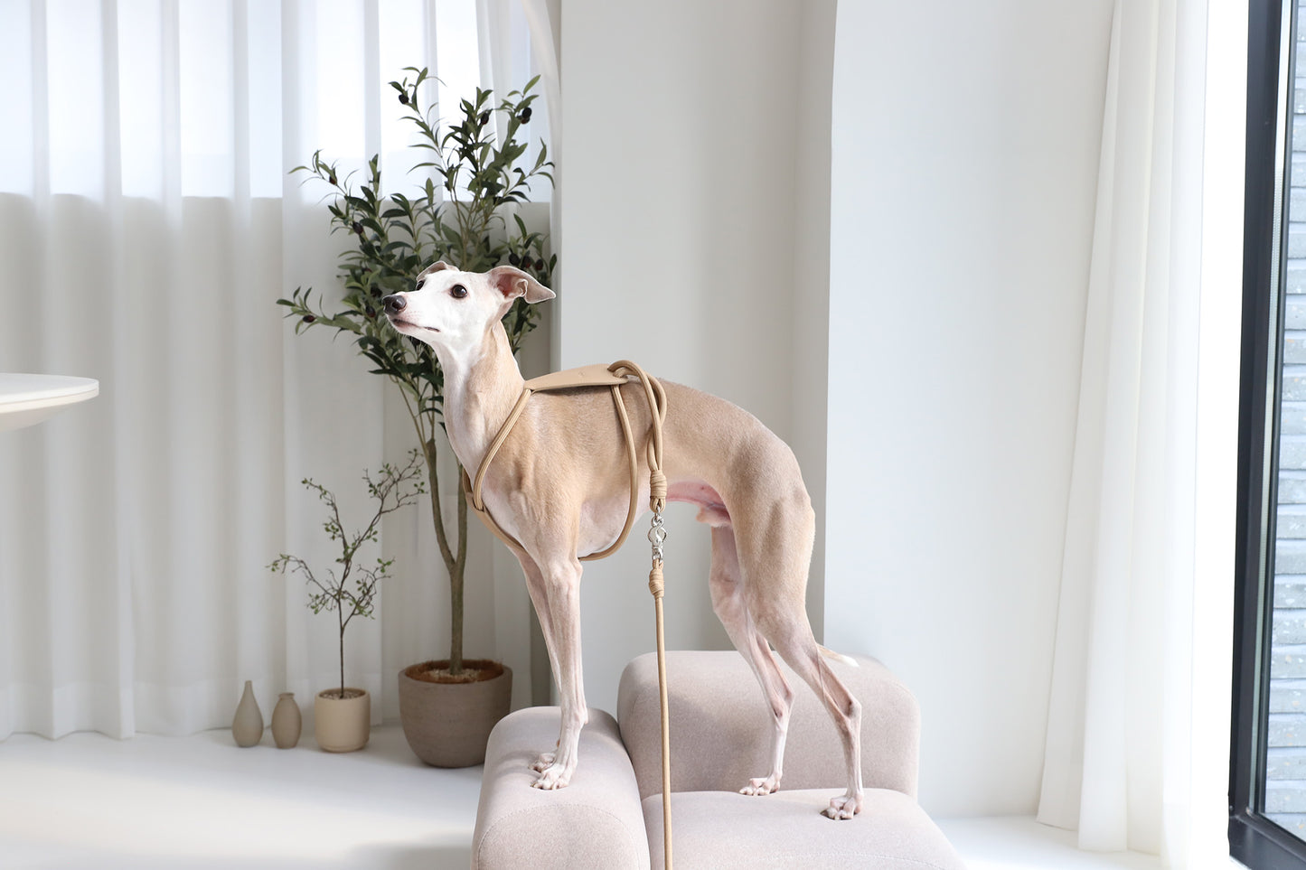 HOZI Essential Harness