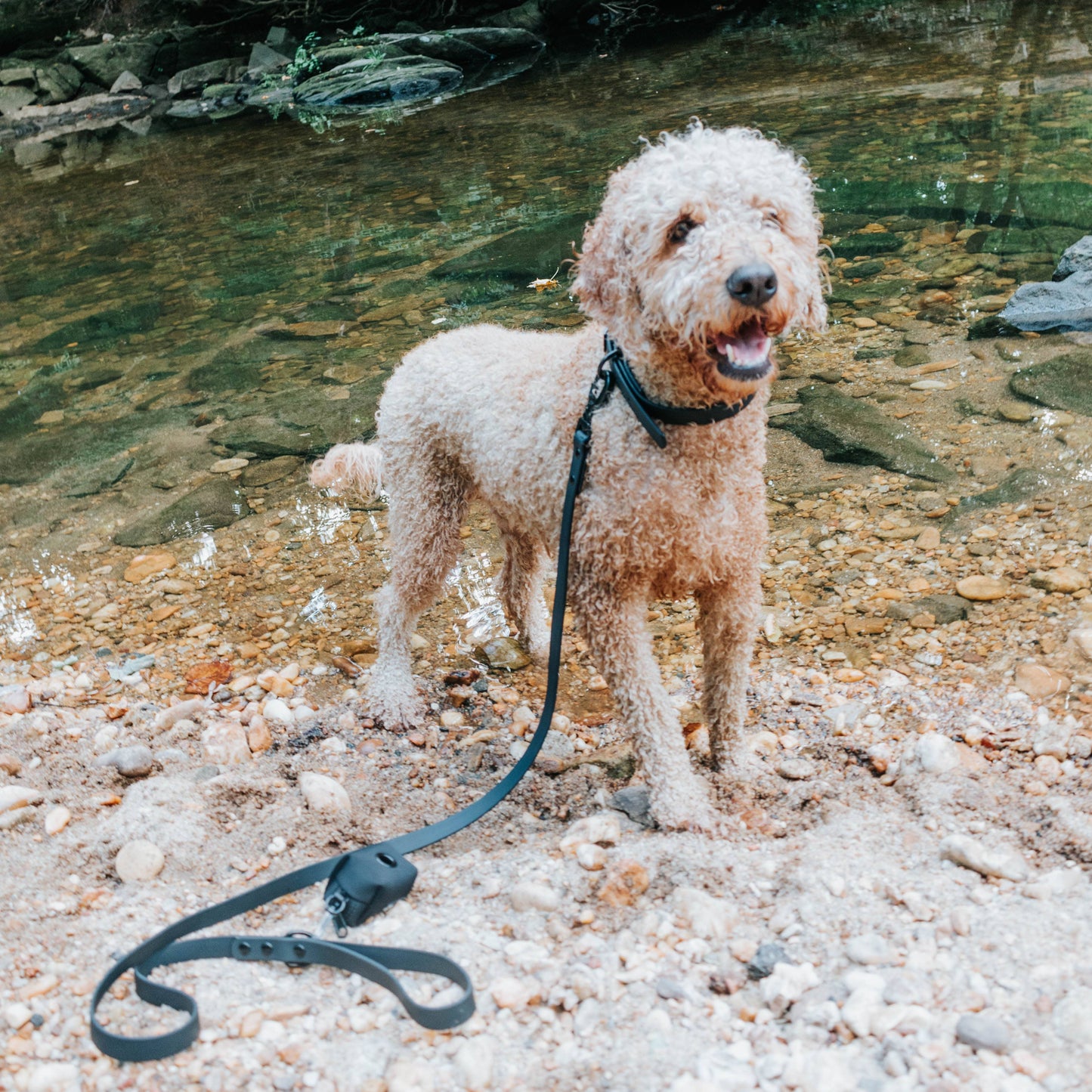 Waterproof Dog Leash - Black