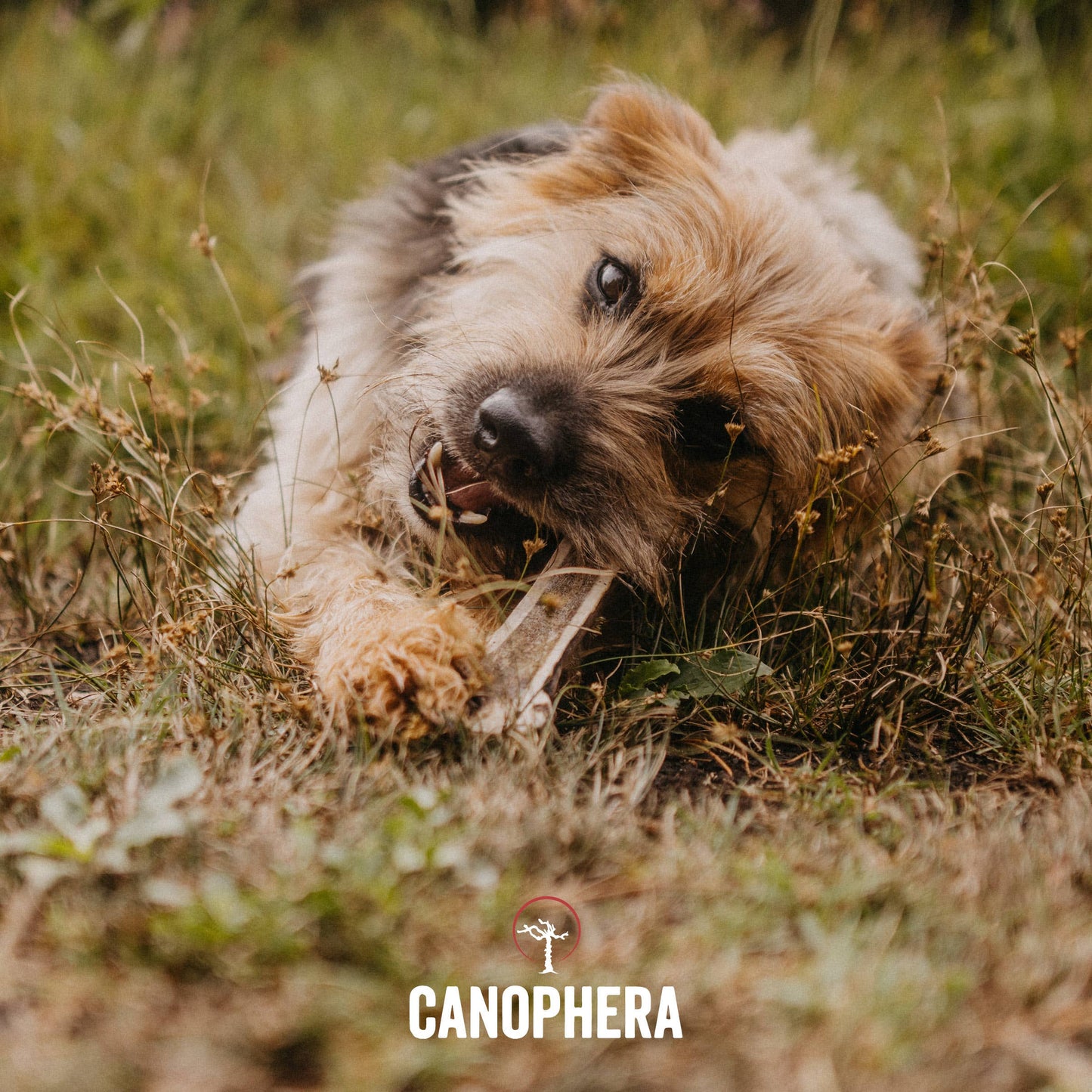 Dog Chew Made of Red Deer Antler Splits.: English / XS