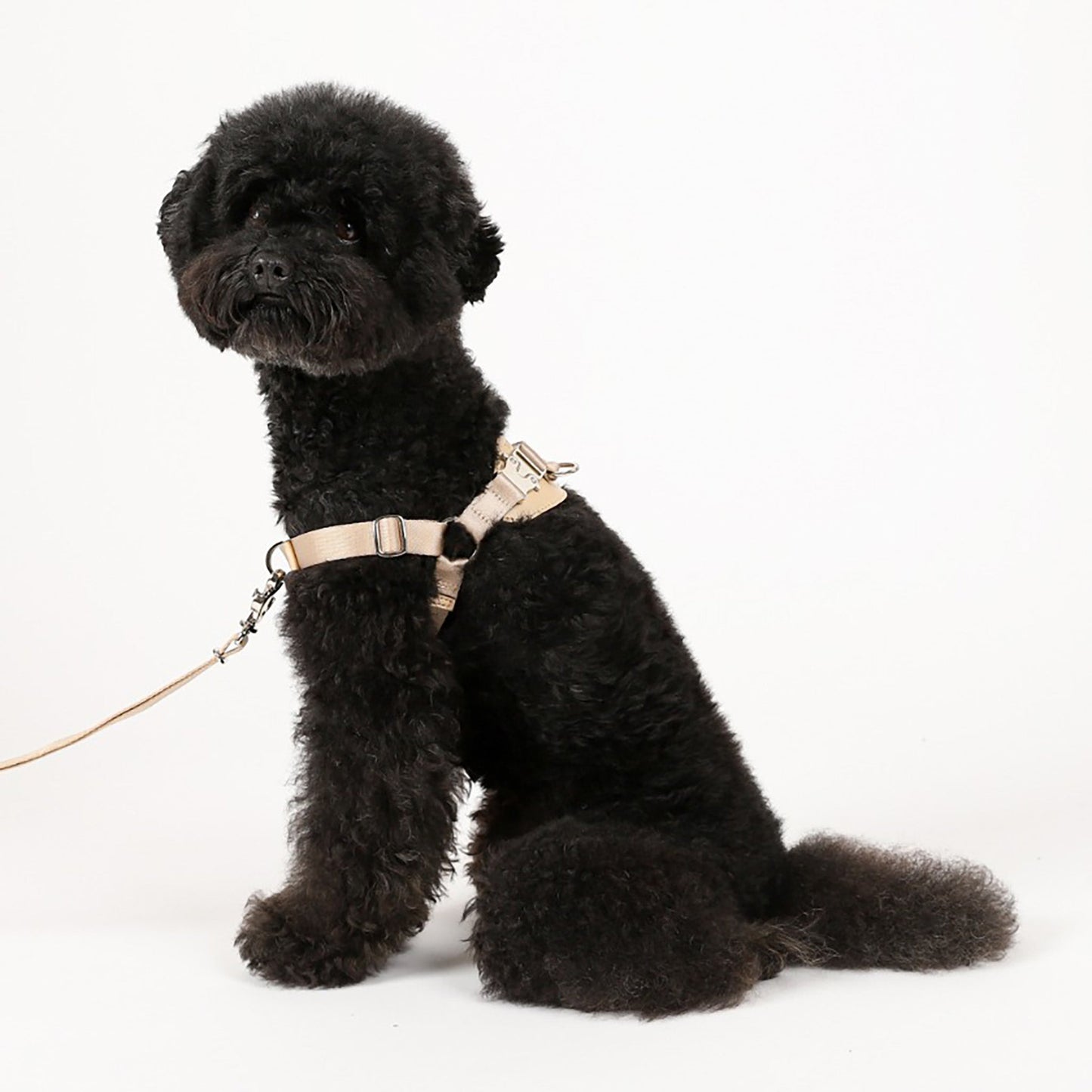 Horsebit Harness : Black