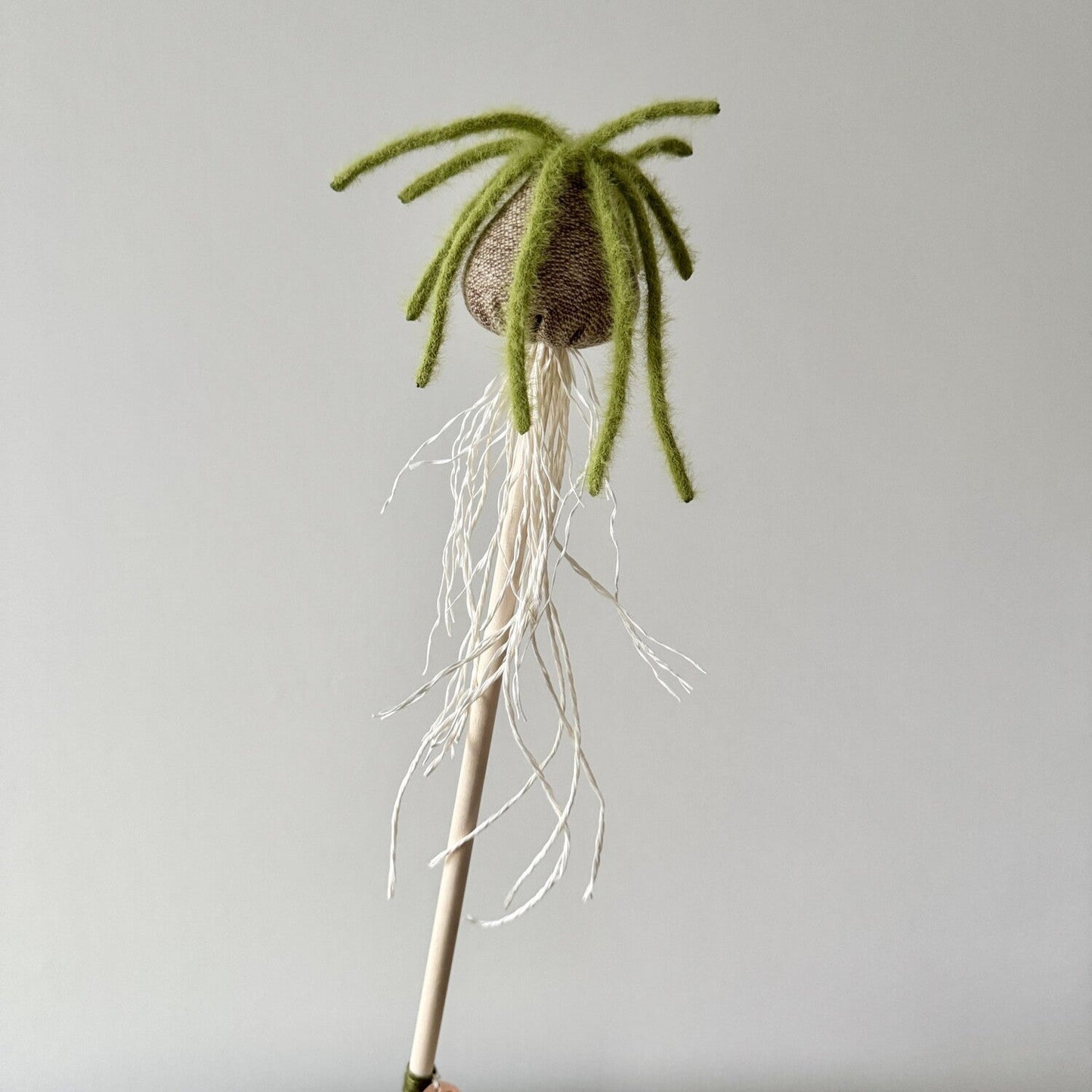 Albuca Wand