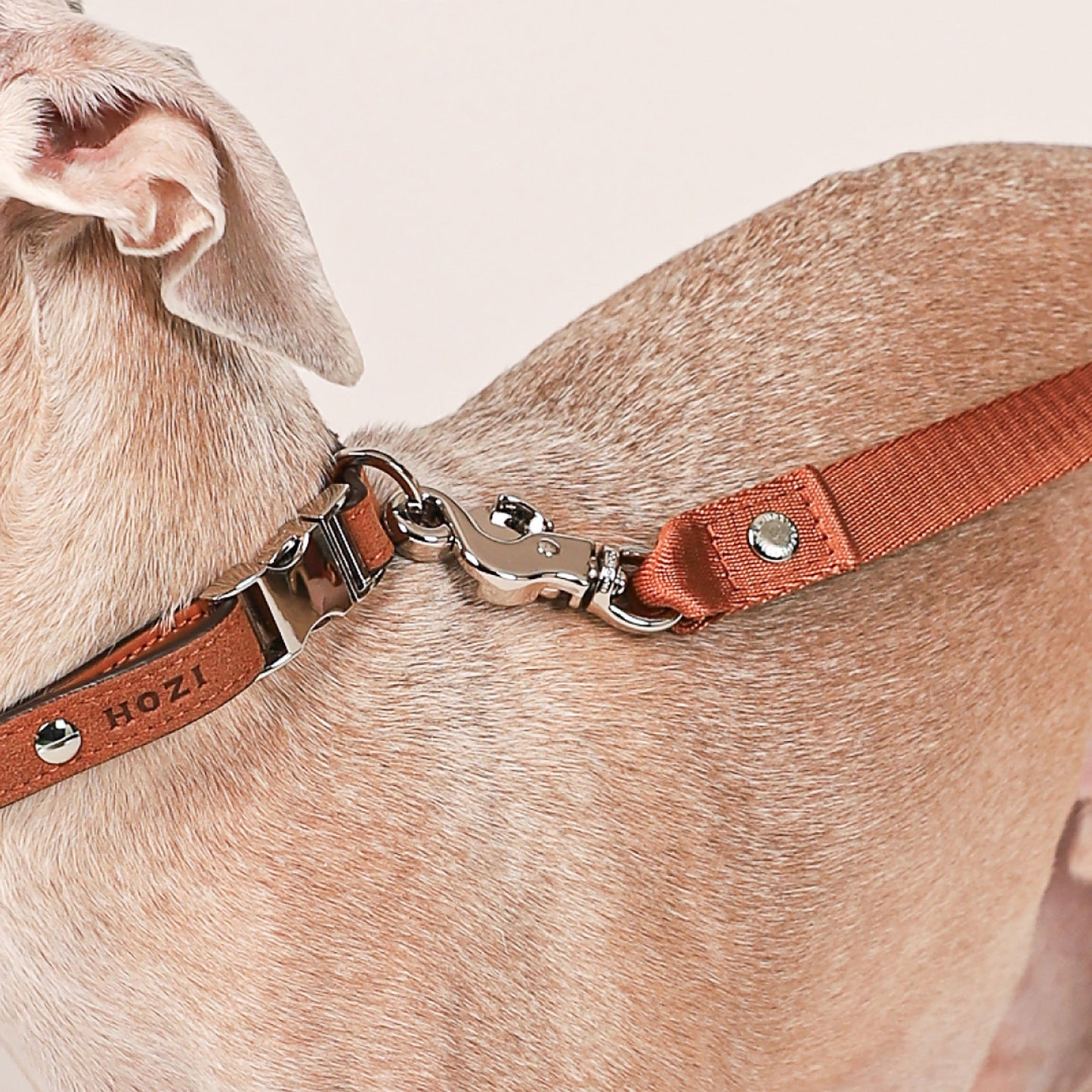 Saddle Hands-free Leash : Camel