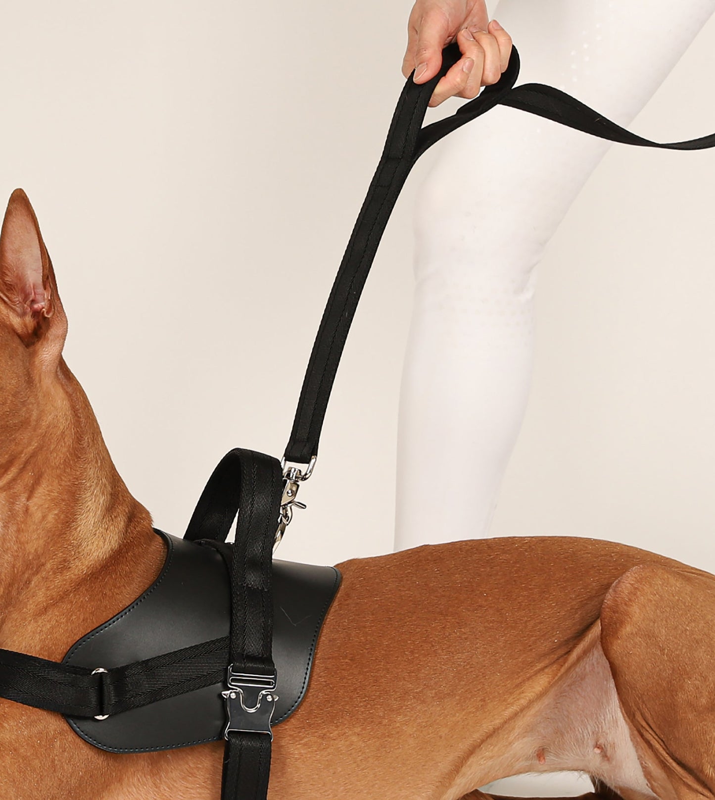 Saddle Hands-free Leash : Black