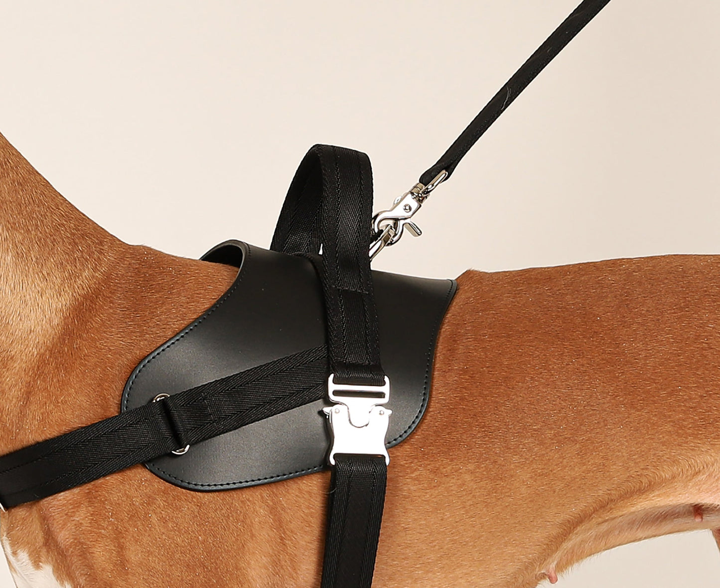 Saddle Hands-free Leash : Black
