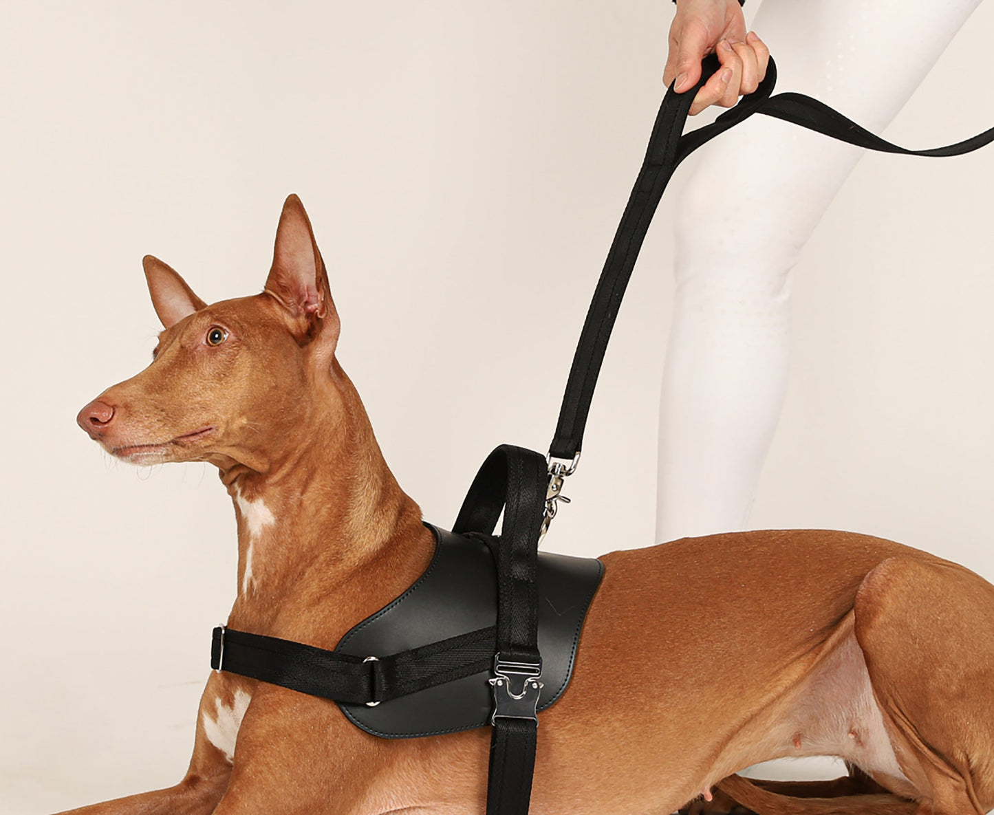 Saddle Hands-free Leash : Black