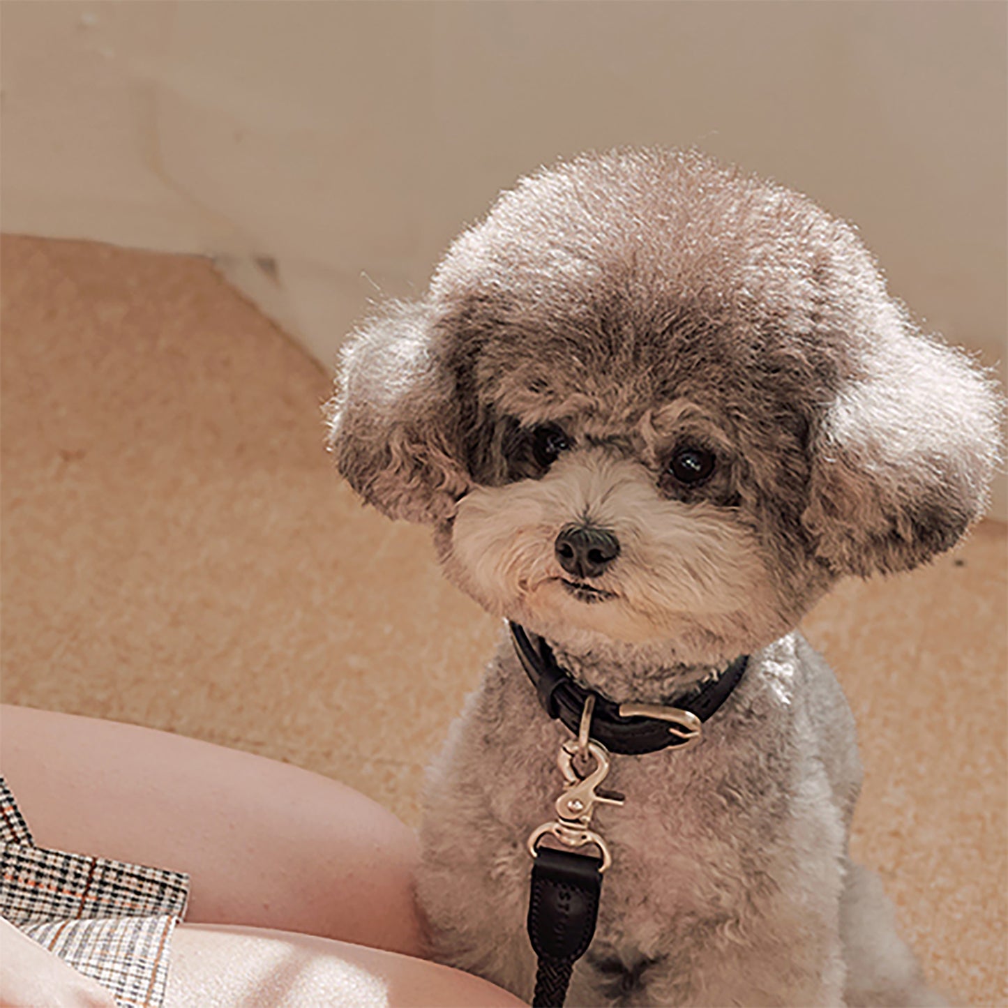 Stroll Light Weight Rope Collar