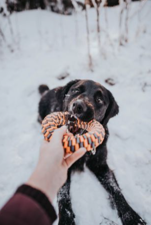 Tall Tails Orange Braided Ring Toy