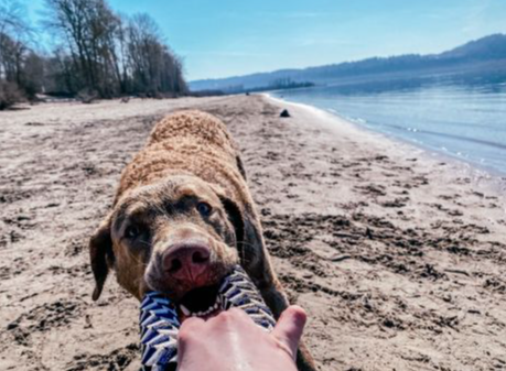 Tall Tails Navy Braided Ring Toy